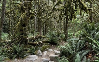 Le Lynn Canyon Park