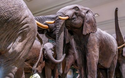 Le Musée Américain d’Histoire Naturelle